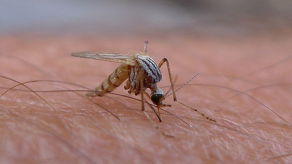 The current malaria outbreak is the first in the U.S. Since 2003, according to the CDC. - Flickr Creative Commons