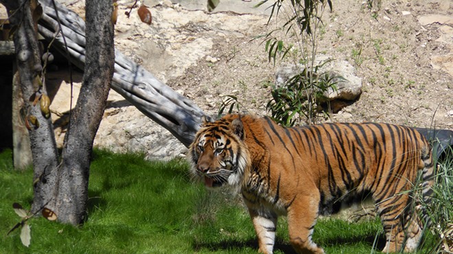 Raguno, a 14-year-old male Sumatran tiger passed away this week at the San Antonio Zoo.