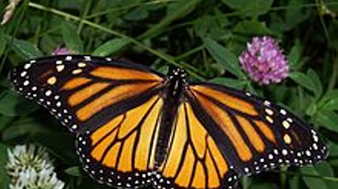 Monarch Butterflies Workshop