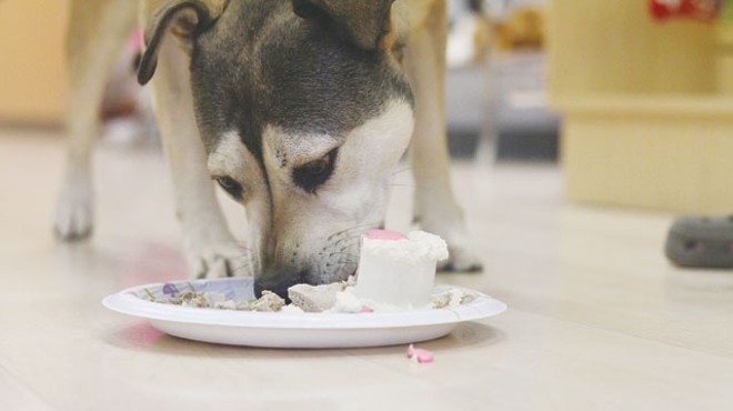 No doggie bag required: a canine birthday cake from Fifi and Fidos  Pet Boutique.