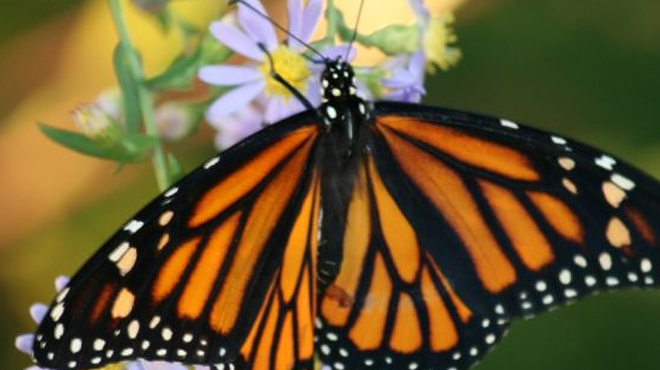 Save the Monarch Butterfly Focus Workshop