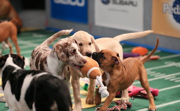 Let The Dogs Out at San Antonio Humane Society's Poochamania