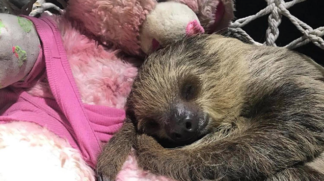 San Antonio Aquarium Welcomes Adorable Sloth, Here's How You Can Meet Her