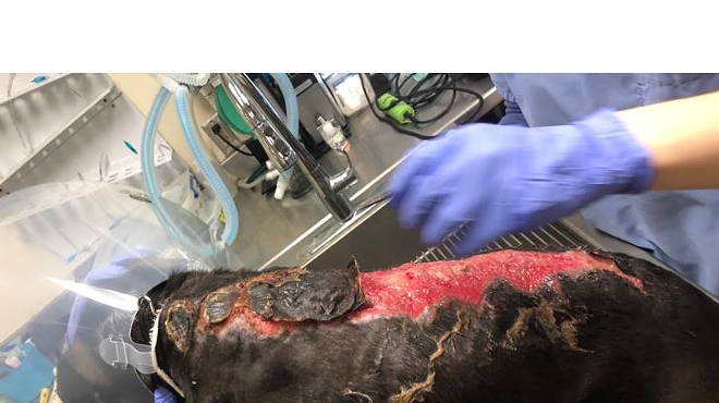 Animal Care Services Shares Graphic Photos of Dog Severely Burned By Sun