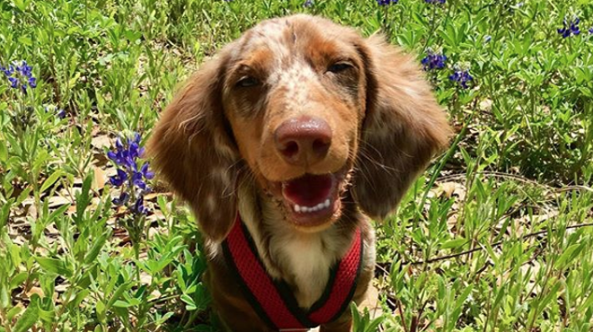 Retama Park Hosting Wiener Dog Race to Benefit Dachshund Rescues