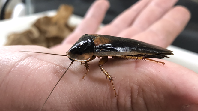 San Antonio Zoo 'Name a Cockroach After Your Ex' Fundraiser Raises $45,000, Confirming How Petty Locals Are