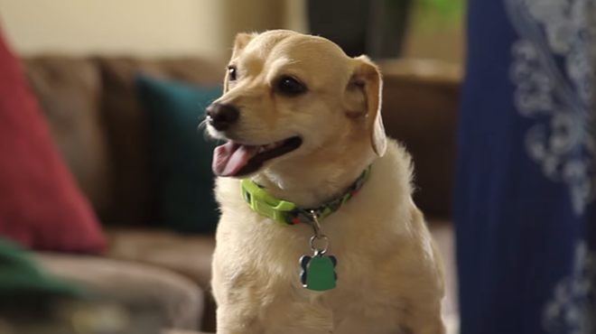 Try To Watch This Video Of Paraplegic Dog In A Diaper And Not Cry