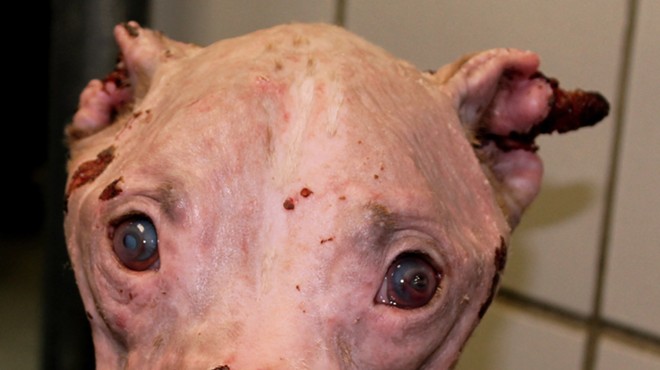 ACS is investigating who doused Rosie, a pit bull, with hydrochloric acid, disfiguring her face.