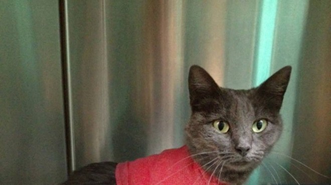 Do You Know Who Hurt This Cat? The Sheriff Wants To Find Out