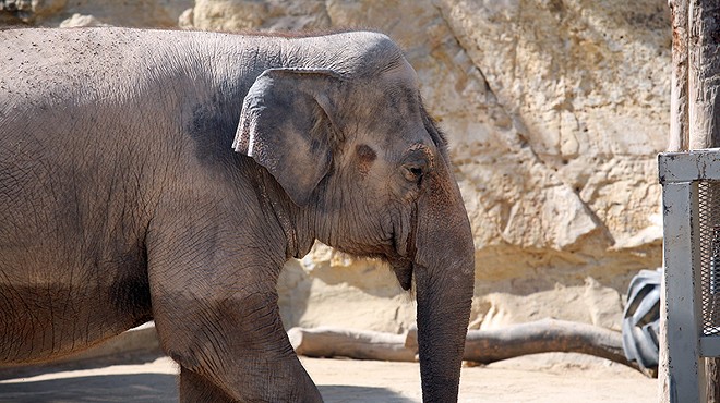 The zoo’s lone elephant, Lucky, is too old and ailing to be moved, Morrow said.