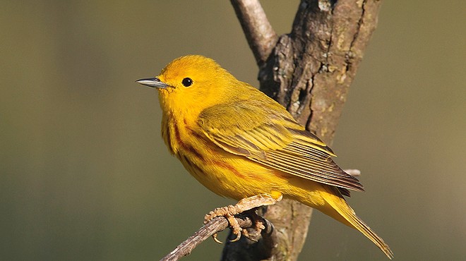 The yellow warbler is one of the birds whose range has expanded in recent years.