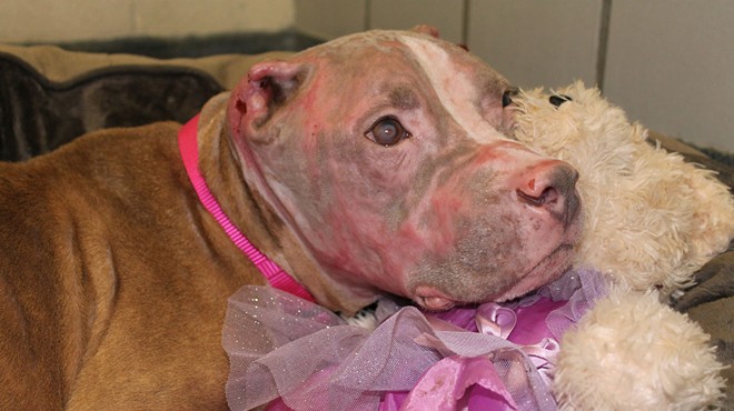 Rosie the pit bull recovers after being doused with acid in July.
