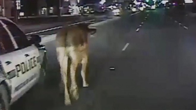 Video: Errant San Antonio Cow Makes National News