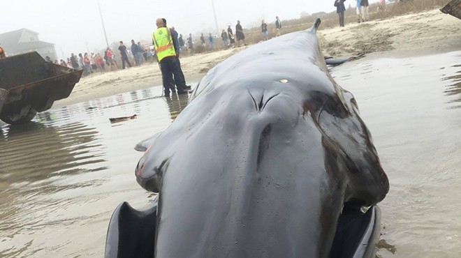 A Whale Not Usually Found in the Gulf of Mexico Died on a Galveston Beach Yesterday