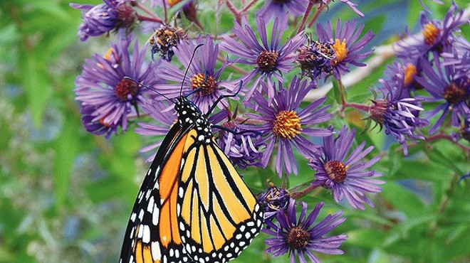 SA Zoo to Host City's First Milkweed and Migration Festival to Promote Monarch Butterflies
