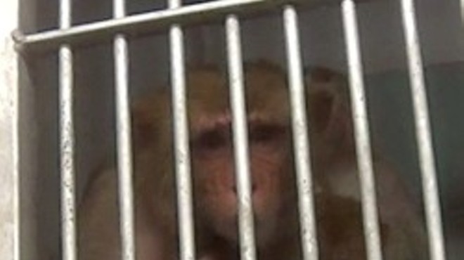The animal right's group Stop Animal Exploitation Now (SAEN) acquired records showing seven animals have died at the Texas Biomedical Research Institute in three years.