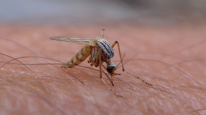Mosquitoes in Central and South America are transmitting the Zika virus.