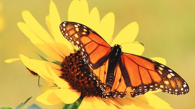 SAWS Spring Bloom Combines Monarchs and Water Conservation