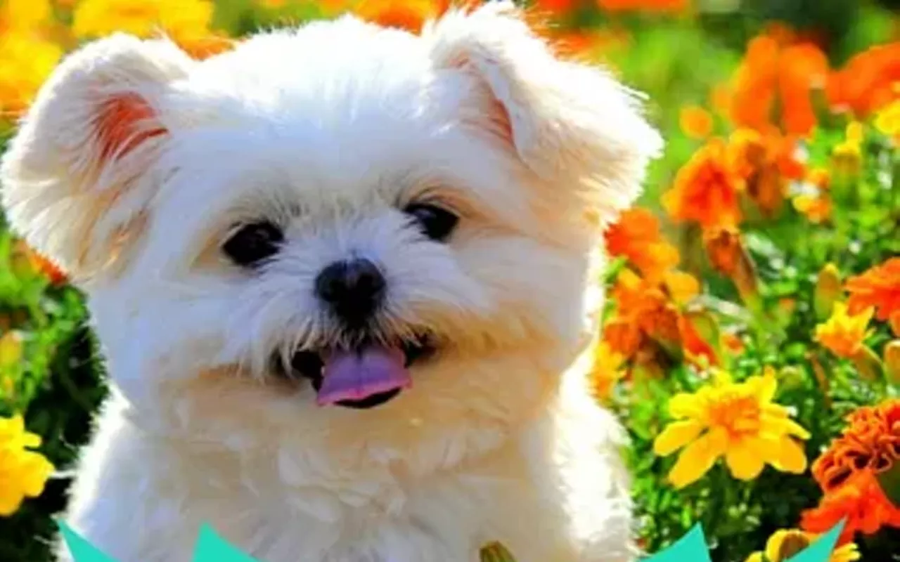 Image: Spring Fling! Pet Adoption & Plant Show