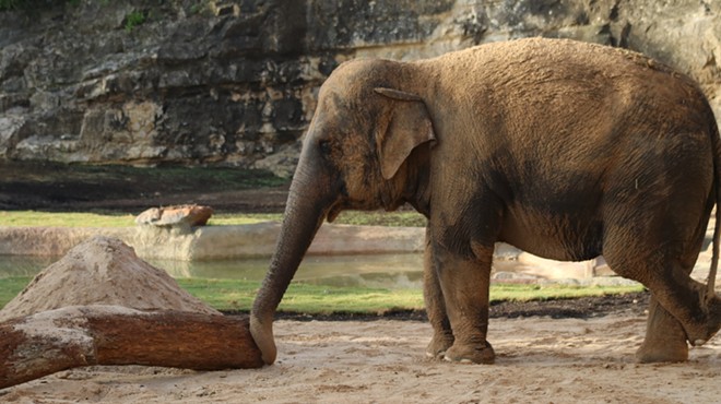 This is Nicole. The San Antonio Zoo's new elephant.