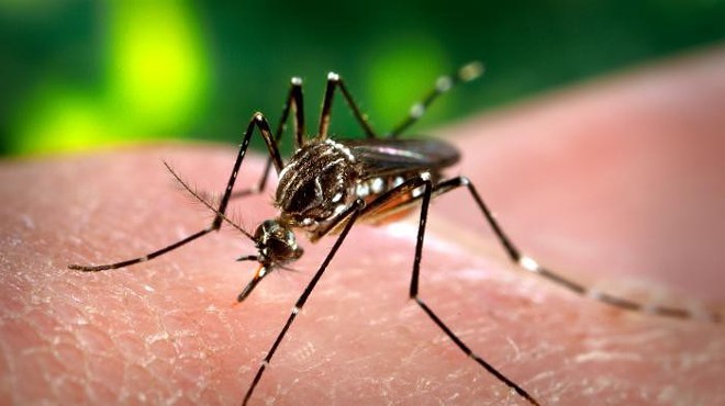 Zika File: Global Warming is Driving 'Neglected' Tropical Diseases Our Way