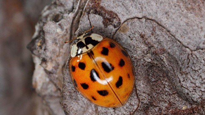 Ladybug Look-a-Likes are Invading Texas