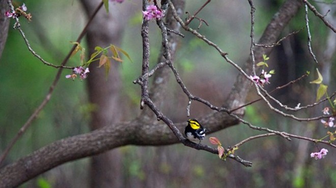Birding at Friedrich Wilderness Park