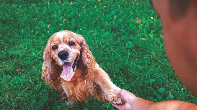 A Guide to SA’s Off-leash Dog Parks