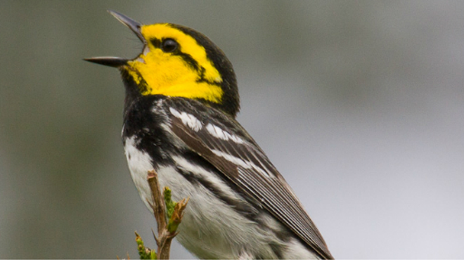 The golden-cheeked warbler only nests in central Texas ash-juniper and oak trees from March to July.