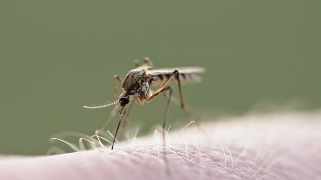 West Nile Infected Mosquitoes Detected in Bexar County