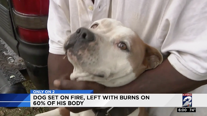 Houston-Area Man Arrested for Setting Dog On Fire After Argument with Owner