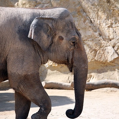 The zoo’s lone elephant, Lucky, is too old and ailing to be moved, Morrow said.