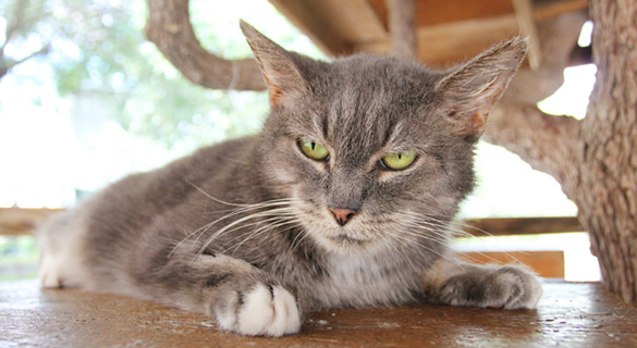 Stella
"I’m a very mellow girl. I know that I can look a bit standoffish but don’t let my Garfield eyes fool you! I don’t mind being petted or held. Actually, I love to be held! I’m the perfect cat to just hang out in your home!"