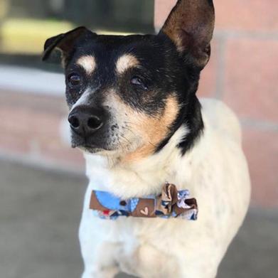 Houston
Houston is adorable and very sweet.  He will even offer his little paw to you as a handshake when first meeting someone!  He is a little lover boy who is looking for someone's lap to sit on! Jack Russell Terrier mix, 5 years old.
