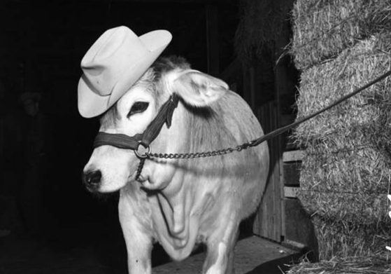This cow is so Texan even it's wearing a cowboy hat.