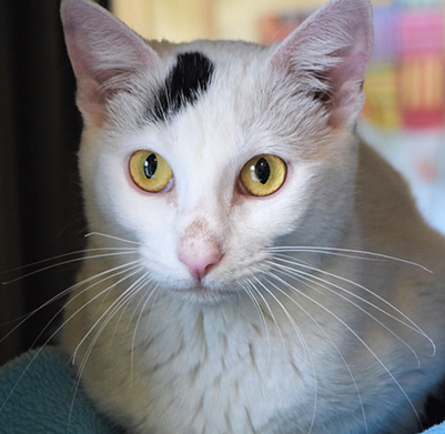 Salt
"Hello! I’m Salt. I’m a very affectionate gal when I’m not hiding. I enjoy the company of other cats and find I do best when given a companion! Once I warm up to you, I’ll provide the best cuddle! Will you cuddle with me?!"