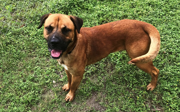 Diego
"Hello, I’m Diego! I’m a big happy and playful boy who’s always smiling when I see people! I love to go for walks and play with other dogs. I am ready to find my best human friend so that we can go on lots of adventures together! Will you be my best friend?"