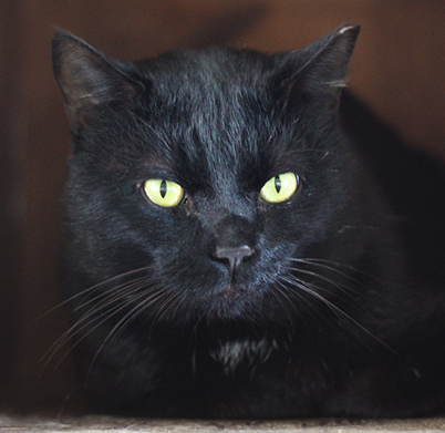 Simba
"Hi, I’m Simba! Aren’t I a handsome boy? I would look even more handsome on your couch, don’t you think? I’m a friendly feline who enjoys meditating and sunbathing by the window. If you can imagine us being best buds, then let’s meet soon!"