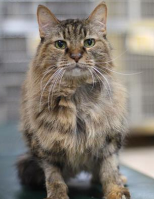 Ensign
"I know I am beautiful with my long, fluffy coat but I don't let it go to my head. I'm very quiet but I love attention. I would be quite content to just curl up next to you or maybe even in your lap and spend our days relaxing!"