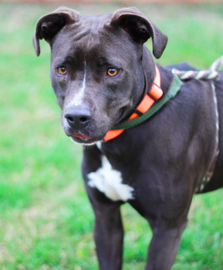 Beyonce
"I am a good strong young lady who would love to get to know you better! I love making new human friends and going out to explore.  An energetic gal like myself would fit best with someone who enjoys being active. Come get to know me better and let’s go for a good long walk!"