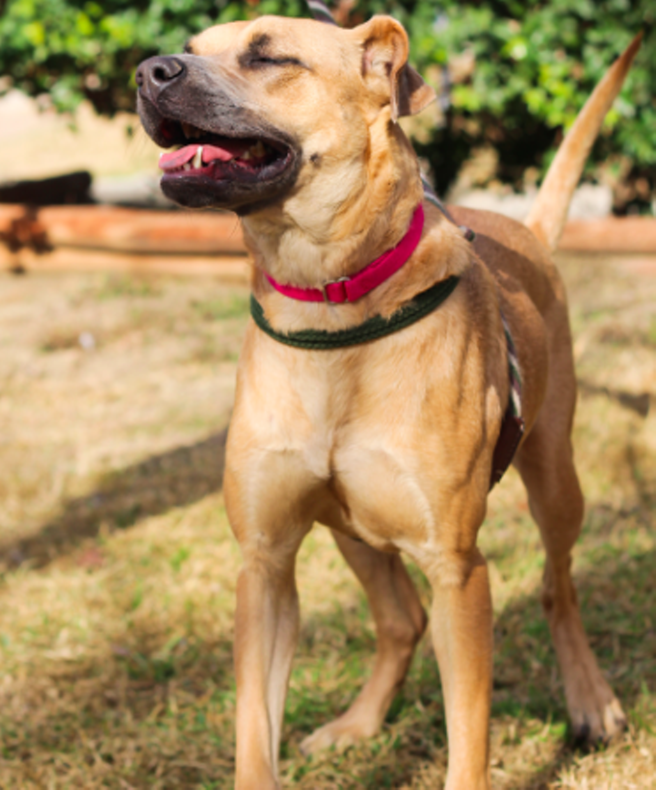 Leticia
"Hi everyone! I enjoy showing everyone my smile! I enjoy being out and about on a nice day. I love going on walks to get to know other people around me. I keep getting told that I like to act goofy which of course I do, its fun!"