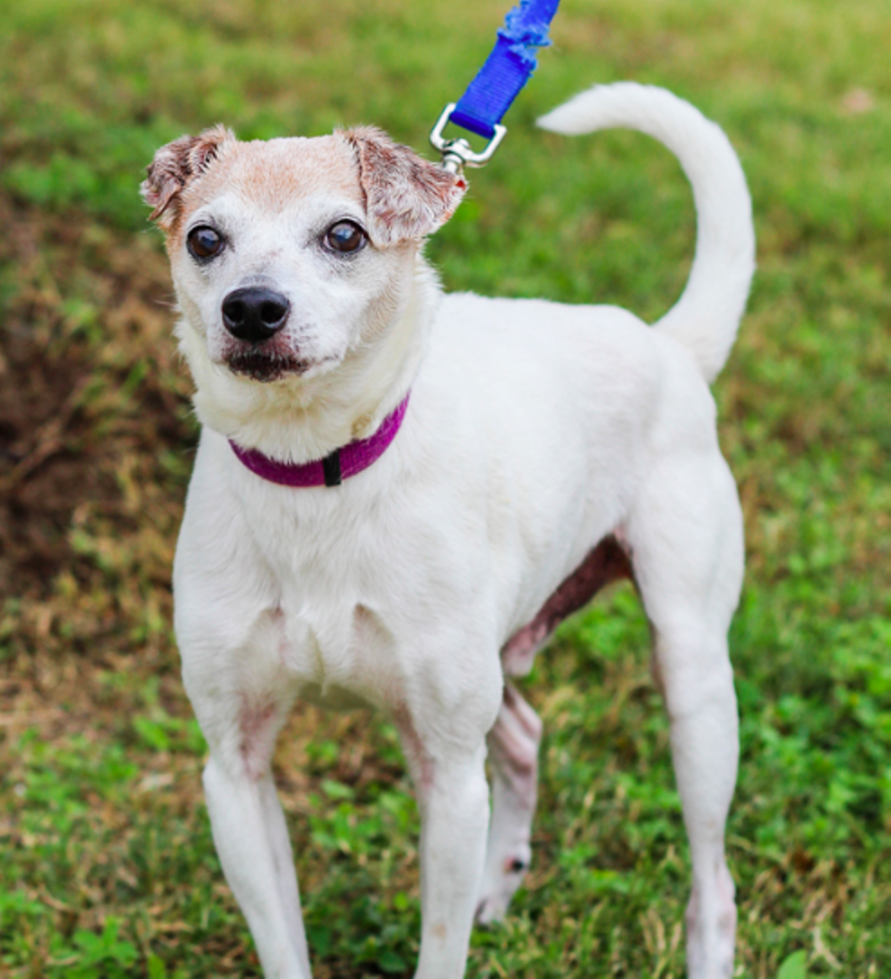 Tatum
"Hi guys! They call me Tatum! I am a fun friendly little guy who loves nothing more than to hang out with everyone. I love making new friends and having as many human pals as I can get! We should get to know each other better so we can become the best of friends!"