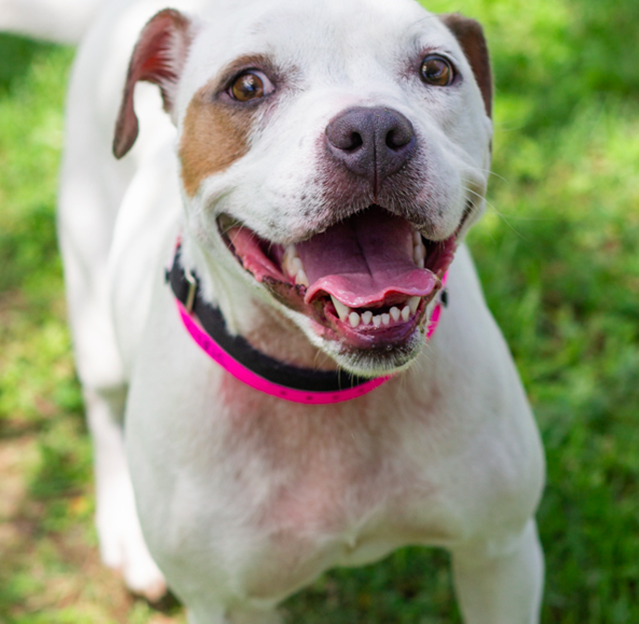 Lyric
"I’m Lyric, that’s right the one and only Lyric. I am such a spontaneous gal that enjoys an open area where I can run and jump. You see that smile, that is the smile I will have once I get to meet you because I love to be with humans and become best pals!”