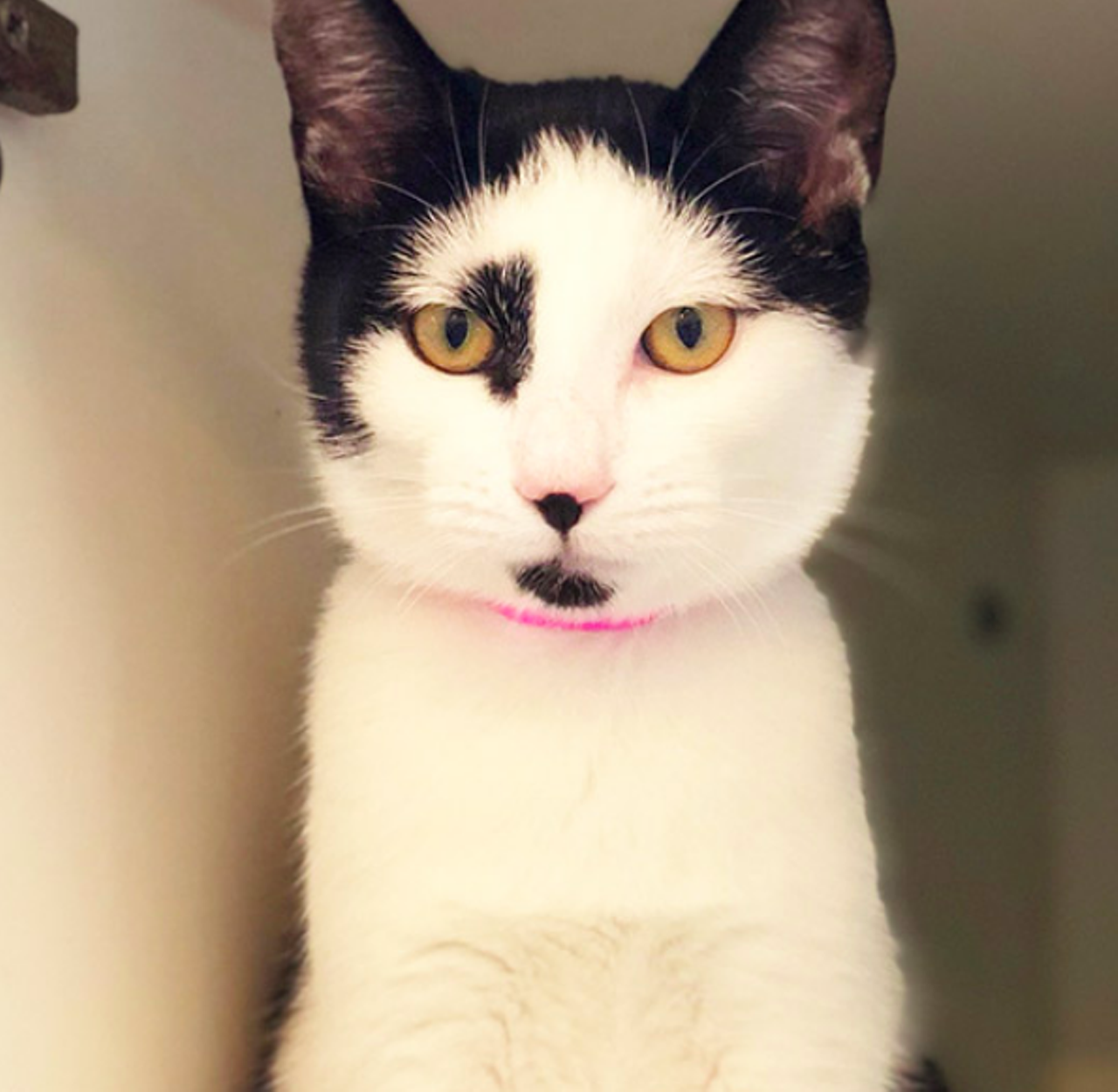 Daffodil
"I’m a spunky and energetic kitty. Sometimes my playfulness can be off putting for other cats but I really enjoy their company. I’m very social and I do well with children, too. Someone should come adopt me today!"