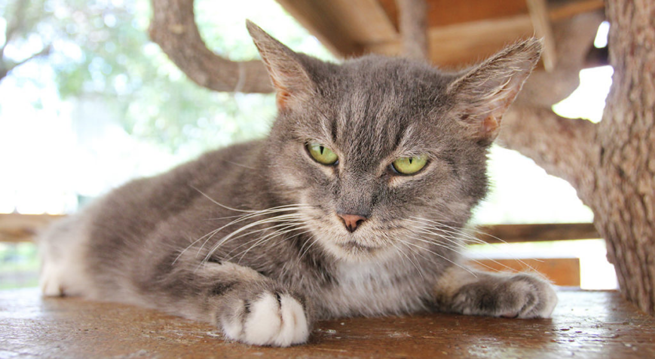 Stella
"I’m a very mellow girl. I know that I can look a bit standoffish but don’t let my Garfield eyes fool you! I don’t mind being petted or held. Actually, I love to be held! I’m the perfect cat to just hang out in your home!"