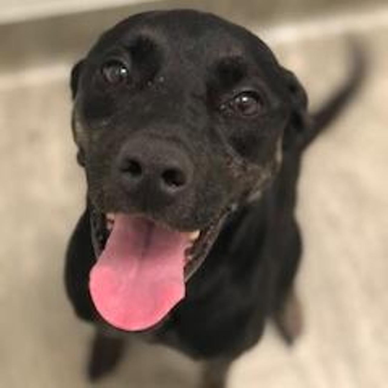 Heart
Heart’s name is perfect for this love bug of a girl.  She absolutely loves going on walks and playing with humans and other dogs.  But on those rainy days, she enjoys snuggling up and watching movies.  Great with people.  Retriever mix, 6 years old.