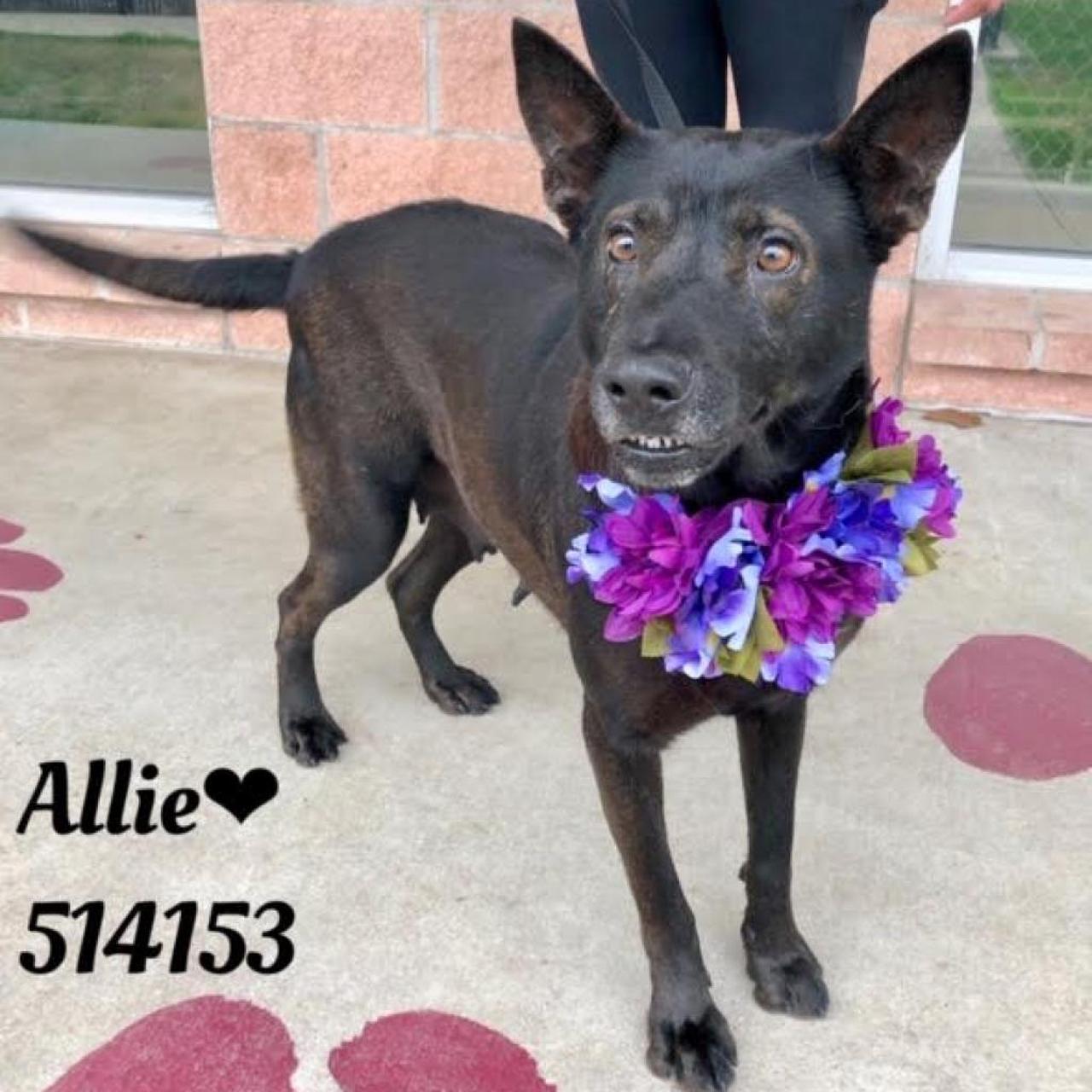 Allie
Allie has a very calm demeandor and is very sweet.  She cant wait to find her forever family to play with. Shepherd mix, 3 years old.