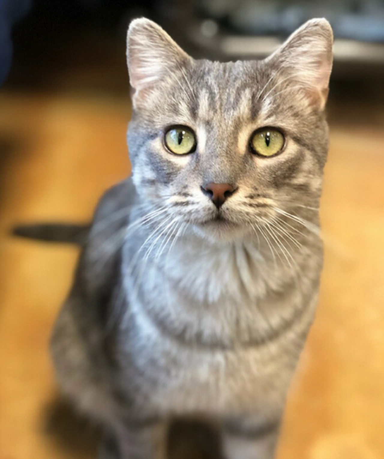 Casper
"Hi, I’m Casper the friendly cat! I’m very affectionate and love cuddling up to new friends. I’m pretty active too and love a good climbing tree. But what do I really love? Treats!  But what I would love even more is a forever home with you!"