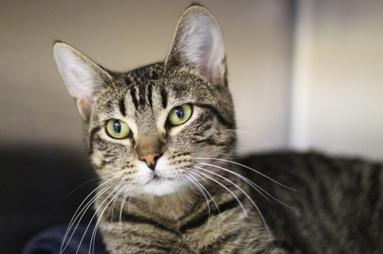Lima Bean
"Hi, I’m Lima Bean! Aren’t I a pretty kitty?! I like to say hello to everyone. I like to play with strings too! Overall I’m a nice kitty just waiting to find my forever home where I can relax and hang with my forever human. Can you be my forever human?"
