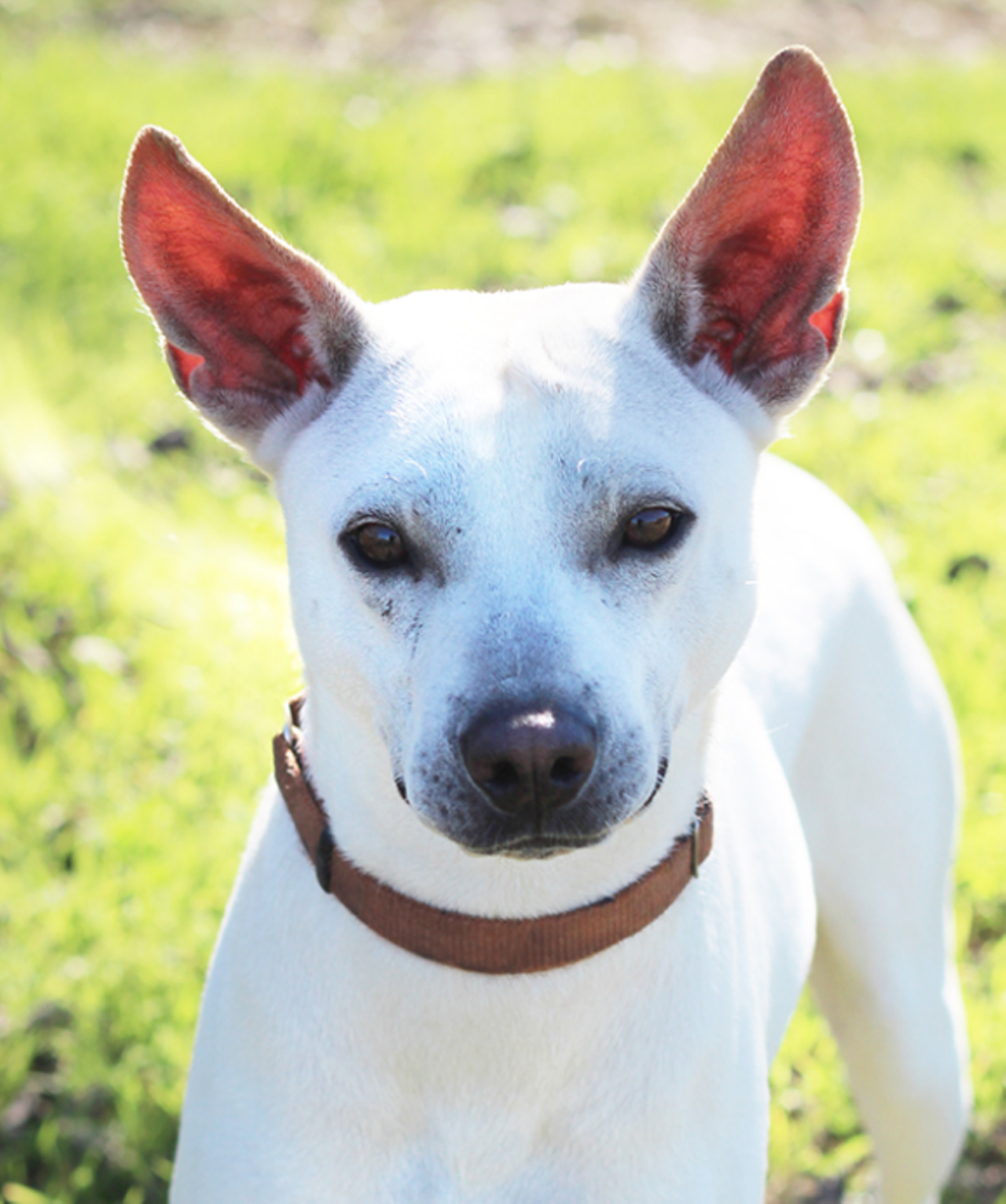 Pharaoh
"Aren’t I such a handsome Pharaoh? I am a playful and fun guy too! I also like to smile a lot because I’m generally a happy boy around people. I also walk well on the leash. Come by and make me the Pharaoh to your home!"